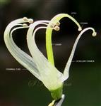  Pistil and Stamens
